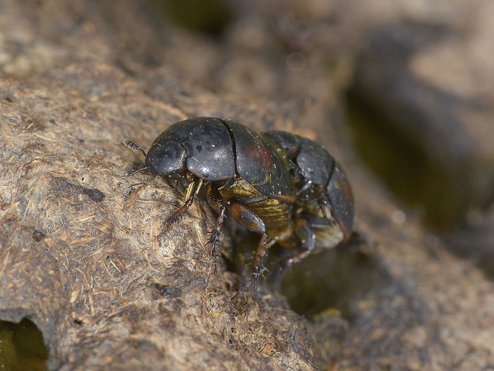 Sphaeridium scarabaeoides?